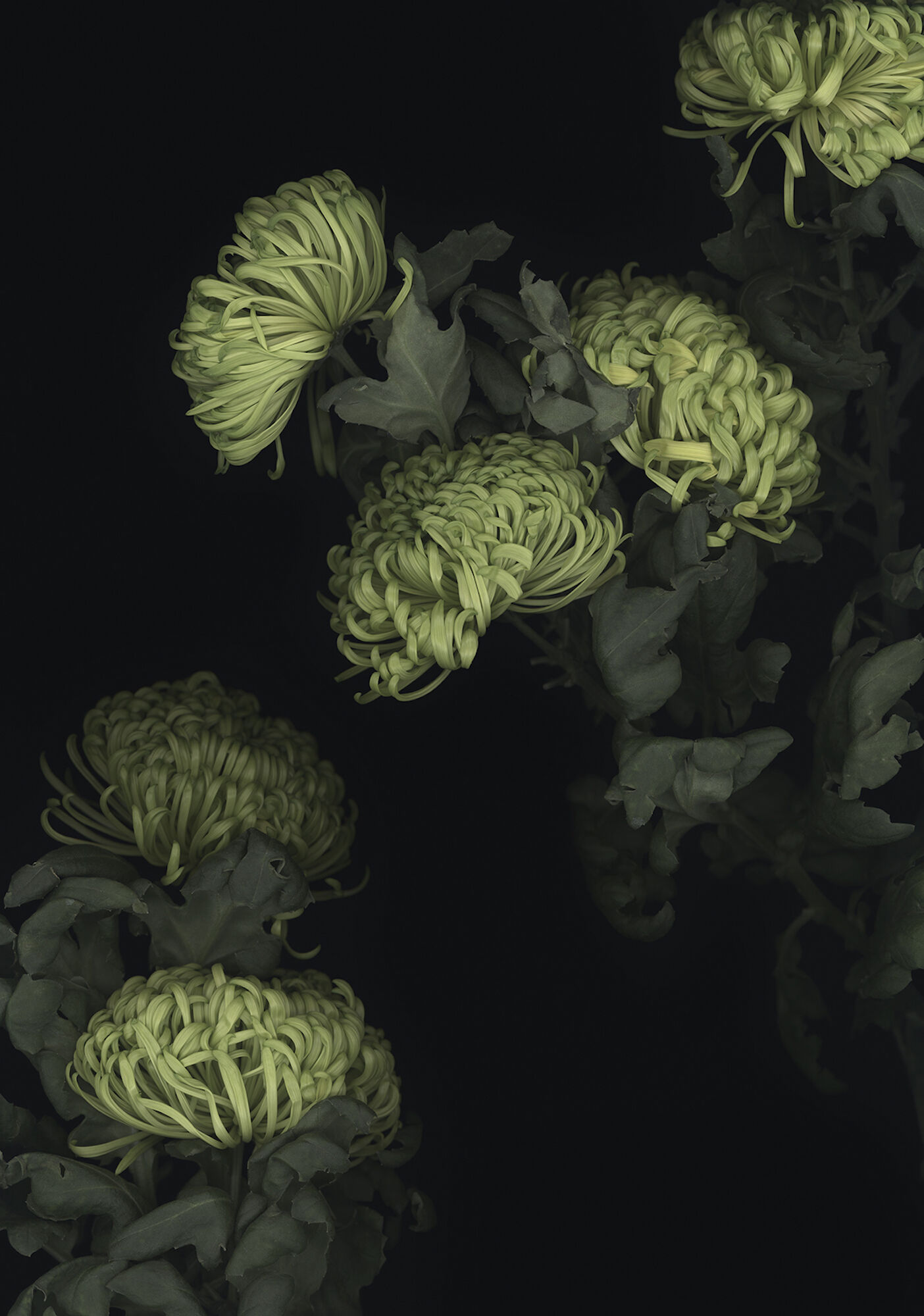 Beeld "Chrysant 01" (2013) cstorm-arsmundi-base.detail.by-artist Luzia Simons