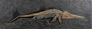 Fossil Ichthyosaurie