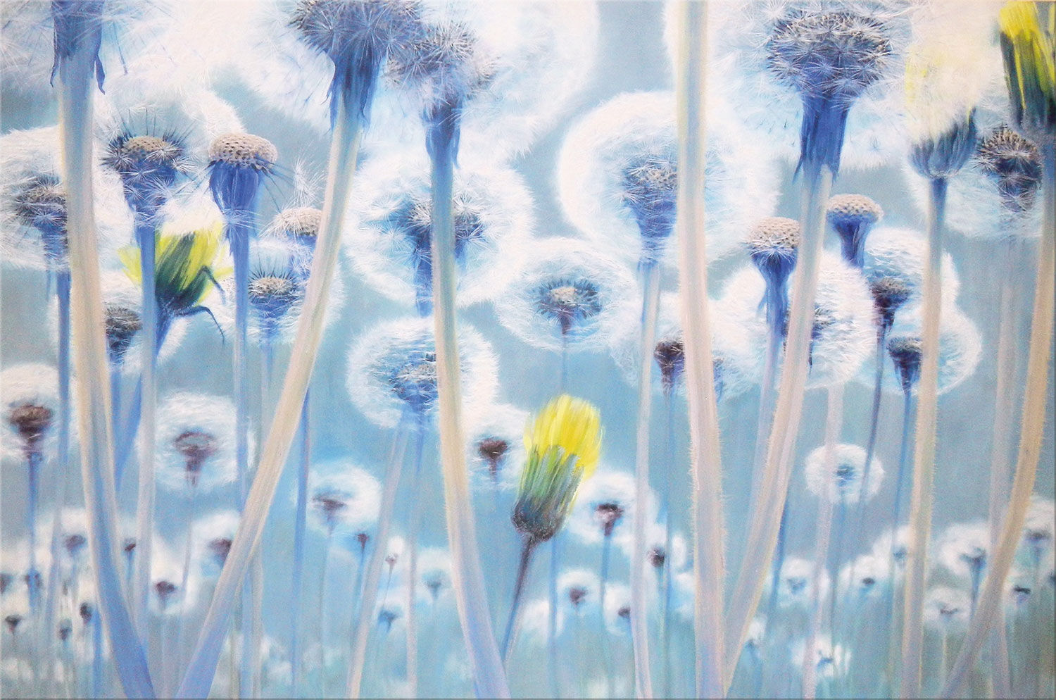 Picture "Untitled (10.12.12)" (Dandelions) by Anette Koch