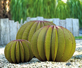 Tuinobject "Bolvormige Cactus" (kleine versie, links op de foto)